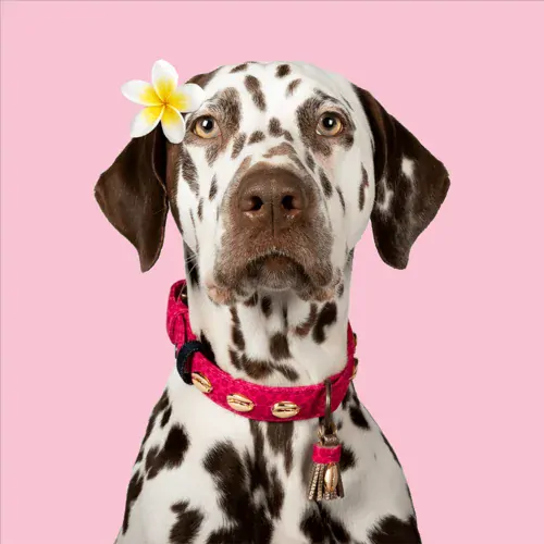 Obojok Dwam Hawai pink